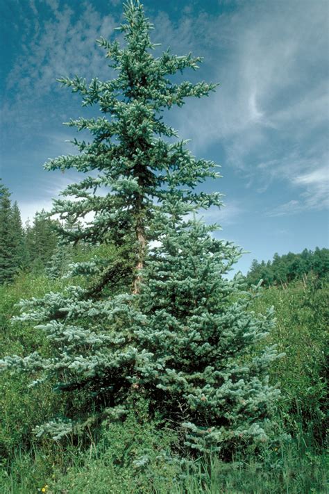 Colorado Blue Spruce Small Tree Seedling