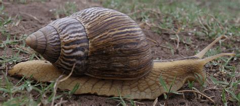 The Giant African Land Snail What You Need To Know Abc Blog