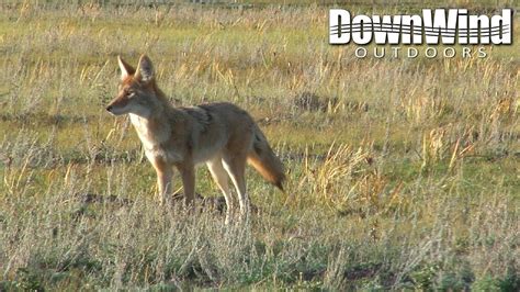 Western Coyote Hunting With Ar 15 Mile High Mouser Downwind Outdoors