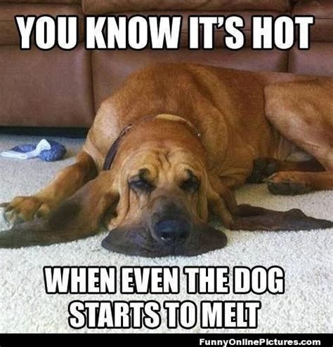 Dog Days Of Summer Memes Plus Friday Frivolity Munofore