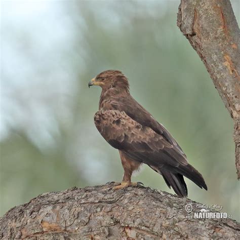 Lesser Spotted Eagle Photos Lesser Spotted Eagle Images Nature