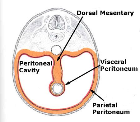 From deep to superficial, what are the tunics of the intraperitoneal portions of the gi tract? A&P II Chapter 24: The Digestive System Flashcards | Easy ...