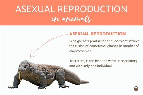 Asexual Reproduction In Animals And Examples Definition Types And More