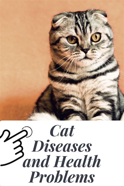 Most Common Cat Health Problems And How To Solve Them Bright Freak