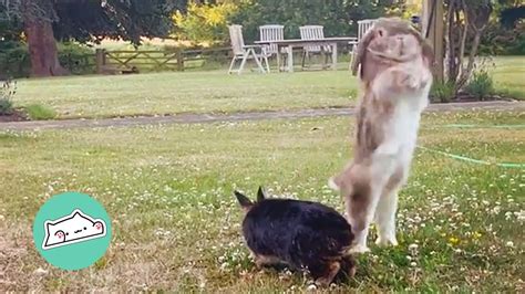 Rescue Rabbits Show What Is Important For Them At Home Cuddle Buddies