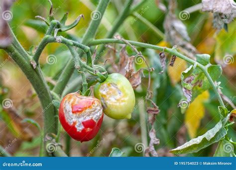 Damaged By Disease And Pests Of Tomato Leaves Stock Image Image Of