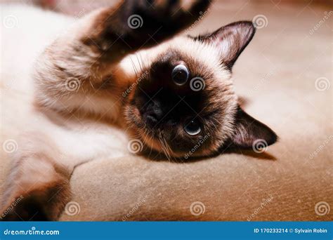 Siamese Cat Lying On Sofa Make Selfie With Paws Stock Photo Image Of