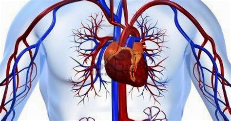 Discovering Something New Ongoing Learning Cardiovascular System