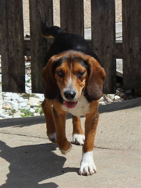 Pluto Dfw Beagle Buddies