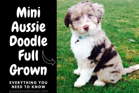 best f1 aussiedoodle full grown size lifespan and breed [2023]