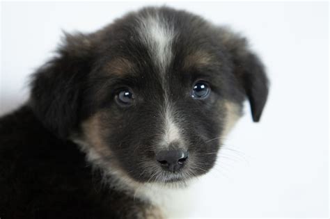 Free Photo Cute Black And White Puppy