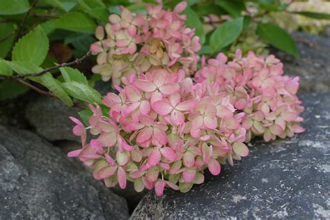 Pee Gee Hydrangea In My Garden Pink Hue From Cool Nights And Staying