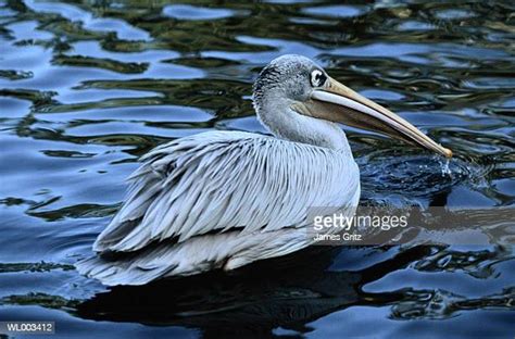 Freshwater Bird Photos And Premium High Res Pictures Getty Images