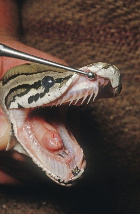 Fangs Teeth Who Knows Cool Snake Pet Snake Ball Python Snake Photos