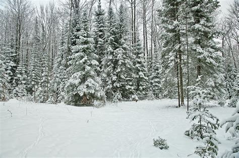 Michigan A Winter Wonderland Photograph By Michael Peychich Fine Art