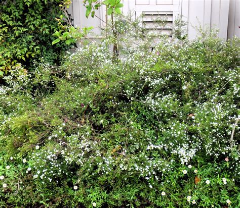 Light pink flowers bloom in winter to spring. Late to the Garden Party: My favorite plant this week ...