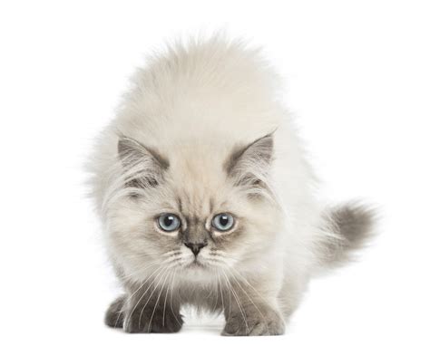Find local british shorthair in cats and kittens in the uk and ireland. British Longhair Breeders Australia | British Longhair ...