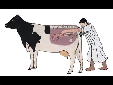 insémination artificielle chez la vache a BATNA 2014 - YouTube Find more ways to say insemination, along with related words, antonyms and example phrases at thesaurus.com, the world's most trusted free thesaurus.