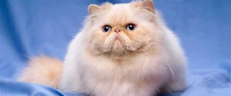 Ikan memiliki nutrisi yang dapat berpengaruh positif pada kesehatan kucing persia misalnya, makanan untuk mengatasi masalah bulu yang rontok atau makanan untuk menggemukan badan kucing. 6 Makanan Kucing Persia Untuk Menjaga Keindahan Bulunya
