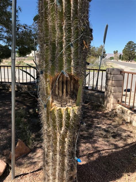 How do they do it? Xtremehorticulture of the Desert