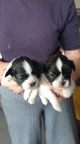 Lhasa Apso Puppies For Adoptiontxt6097919694 Los Angeles For Sale