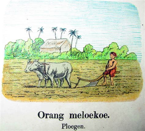 Gambar Kerbau Di Sawah Kartun