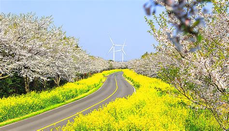 부산 해운대 달맞이길 유채꽃