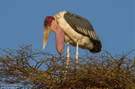 Marabout Dafrique Leptoptilos Crumenifer