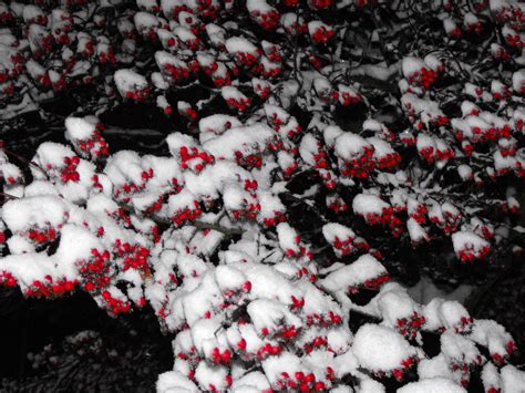 Snowberries Joanna Laws Flickr
