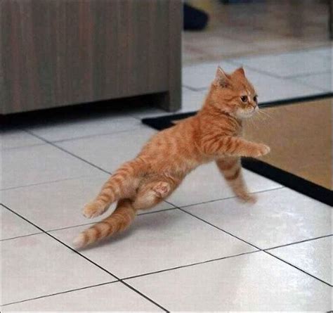 Gymnastic Cats Funny Cat Pictures Funny Cat Faces Cats
