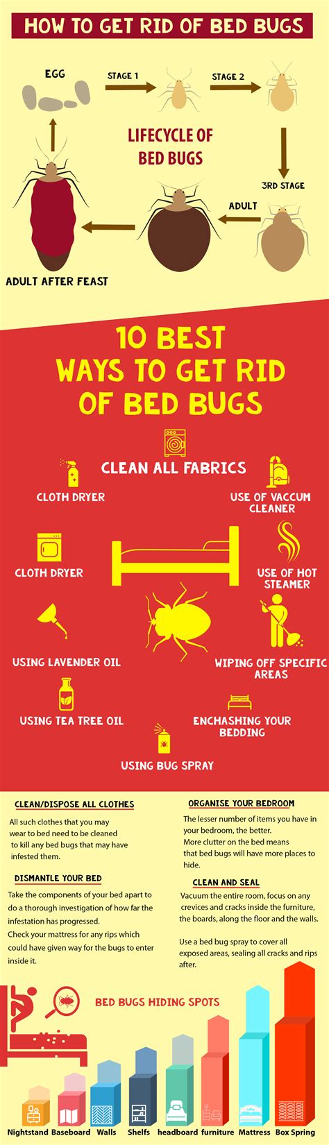 10 Tips On How To Get Rid Of Bed Bugs Rinfographics