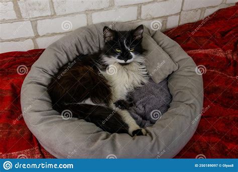 Longhair Cat Lying In His Soft Cozy Cat Bed Stock Image Image Of Cozy