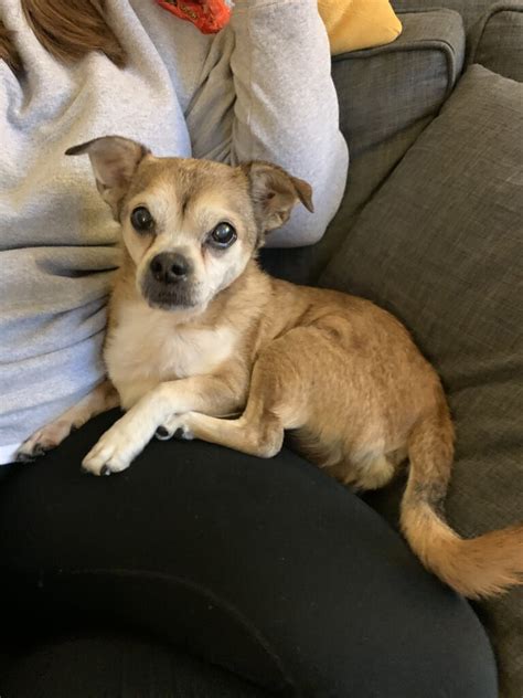 Sweet Senior Chihuahua Pug Mix Needs Fur Ever Home