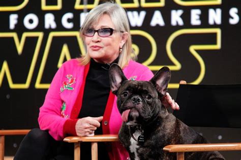 Carrie Fishers Dog Gary Makes A Cameo In The Last Jedi