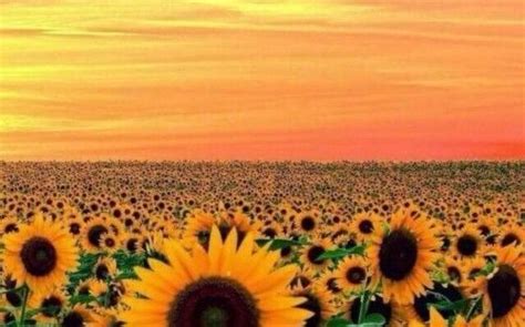 We have 62+ amazing background pictures carefully picked by our community. Wallpaper Sunflower Yellow Tumblr Aesthetic Pictures2 ...