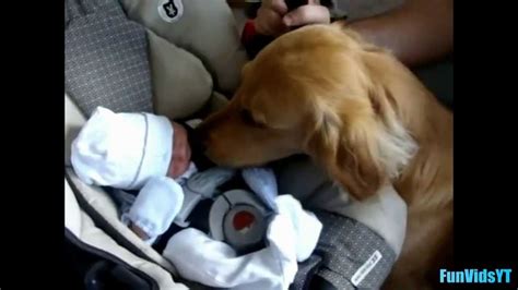 Dogs Meeting Babies For First Time Compilation 2014 New Hd Newborn