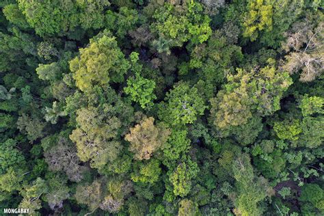 Birds Eye View Drone Photos Of The Amazon Rainforest Insider
