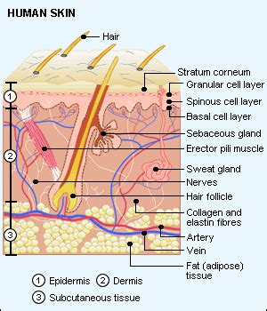 Bio201 skin skin model anatomy models labeled human anatomy and physiology the skin is an organ that forms a protective barrier against germs (and other select from premium human skin of the highest quality. Structure And Function Of The Skin - Lessons - Tes Teach