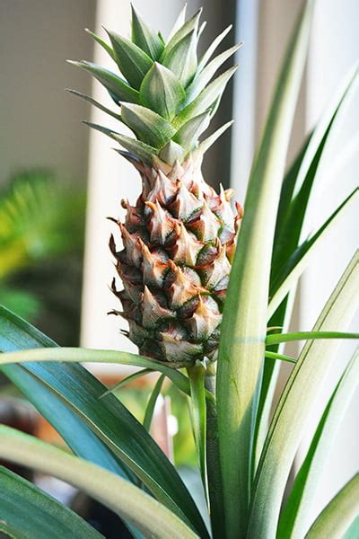 Tropical Treasure How To Grow Your Own Pineapple Plant At Home The
