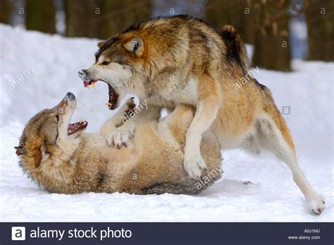Choose from 6900+ wolves fighting graphic resources and download in the form of png, eps, ai or psd. Fighting wolves in winter (canis lupus occidentalis Stock Photo: 10004417 - Alamy