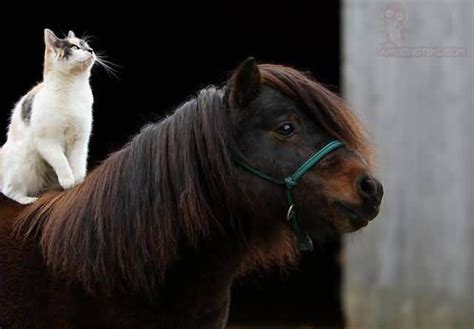 Cat Sitting On A Pony Horses Animals Animals Friendship