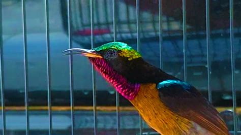 Kolibri Ninja Burung Madu Pengantin Gacor Untuk Masteran Dan Pancingan Purple Throated Sunbird
