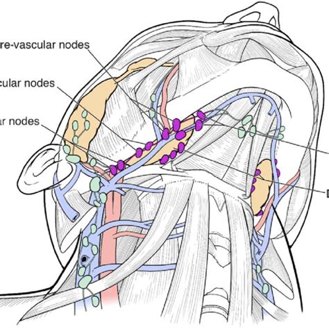 Schematic Illustration Showing The Various Subgroups Of Parotid Lymph Download Scientific