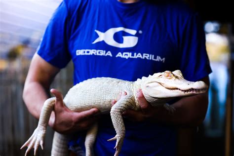 Rare Alligators Arrive At Georgia Aquarium Georgia Aquarium