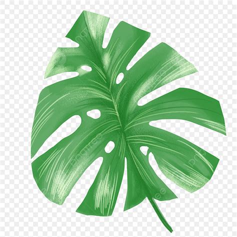 Planta De Hojas Verdes Png Verano Hojas Plantas Png Y Psd Para The