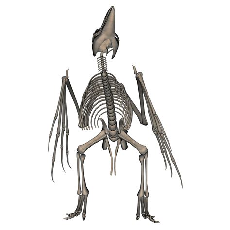 Bird Skeleton By Markopolio Stock On Deviantart