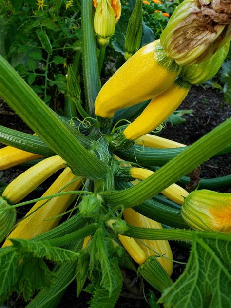 How To Grow Zucchini Summer Squash Planting Pests Pollination