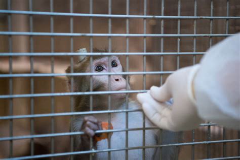 Strafbefehle wegen Misshandlung von Affen beantragt Baden Württemberg