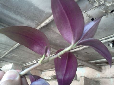 Identification What Is The Name Of This Purple Leaved Hanging Plant