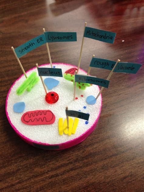 Animal cells are surrounded by semipermeable plasma membranes. One Teacher's Adventures: Grade 8 Animal Cell Models